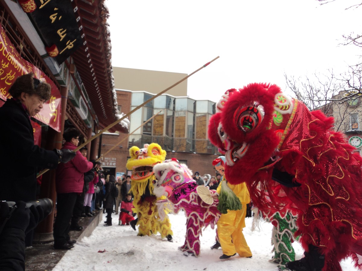 Lion prepares to eat the lettuce