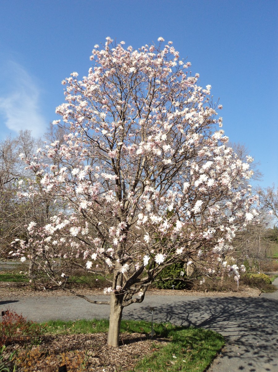 Magnolia tree